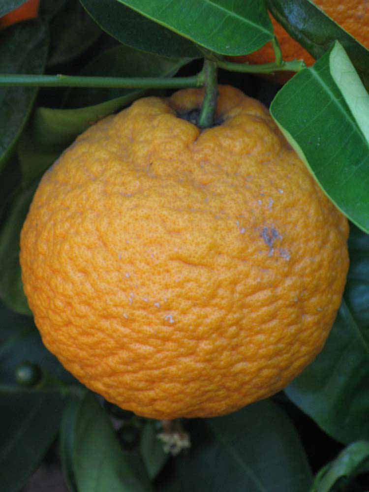              Fruit (Kinokuni, Riverside, CA)       